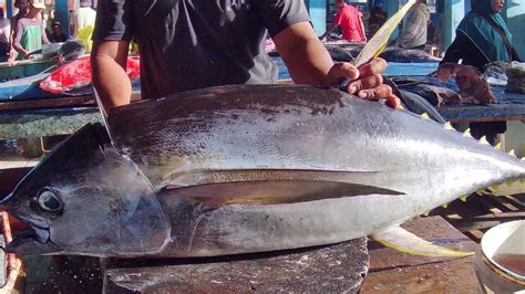 Pertunjukan Pemotongan Ikan Tuna Cara Memotong Tuna Sirip Kuning