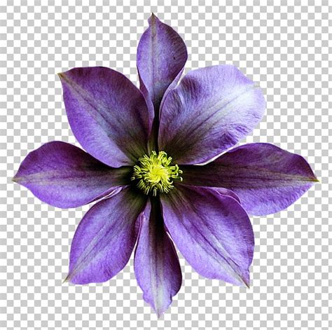 Sweet Violet Flower Purple PNG Clipart Clematis Floral Design