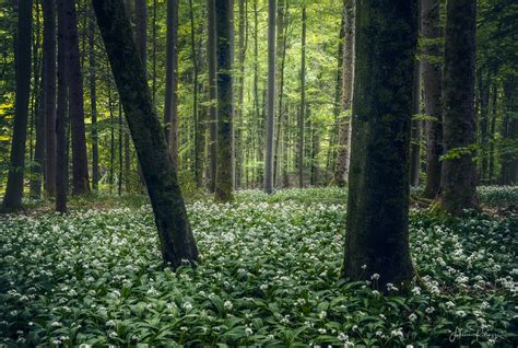 Garlic Forest Fabrice Petruzzi On Fstoppers