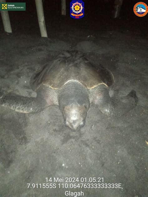 Penyu Lekang Penuh Luka Mati Terdampar Di Pantai Glagah