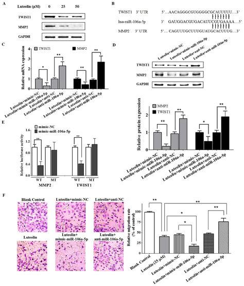 Luteolin Inhibits Lung Cancer Cell Migration By Negatively Regulating