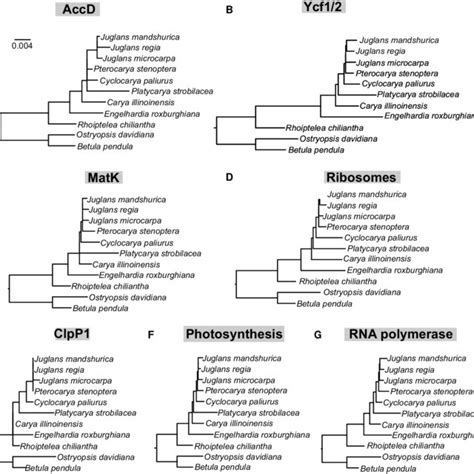 Trees Based On Plastid Genome Plastome Partitions The Plastid Genes