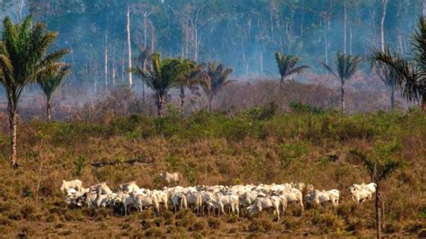 Brazils Amazon Deforestation Surges To 12 Year High Bbc News