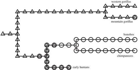 Proposed evolution of male philopatry among Homininae (Gorilla, Pan and... | Download Scientific ...