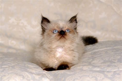 Himalayan Cat Colors Top 10 Colors From Common To Rare