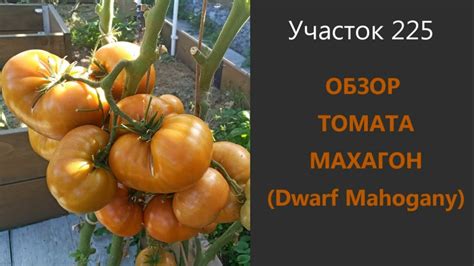 Томат Махагон. Урожайный гном! - YouTube