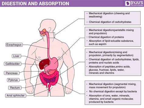Absorption Of Digested Food by the Human Body - An Overview 