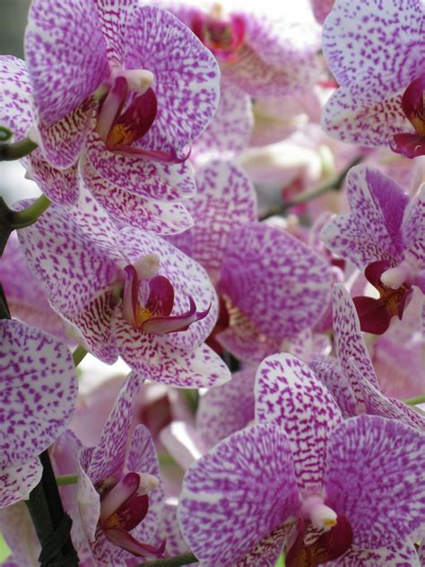 Orchidées Fleur Les Photo gratuite sur Pixabay Pixabay