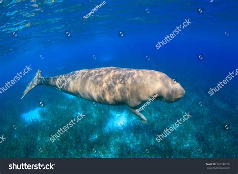 Male Dugong Stock Photo 742548256 | Shutterstock