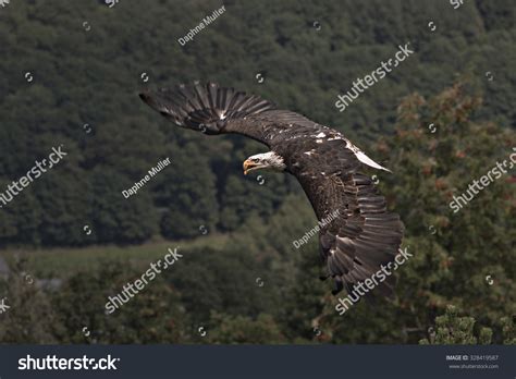 Flying Bald Eagle Stock Photo 328419587 | Shutterstock