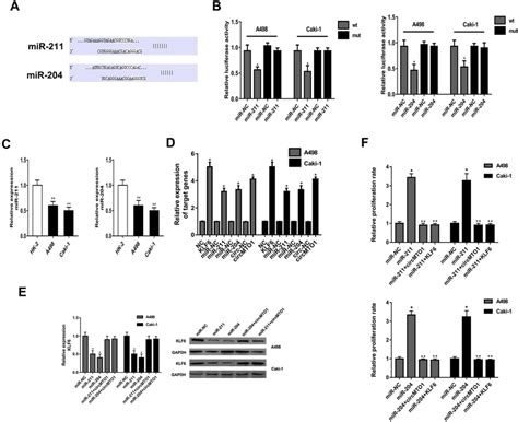 KLF6 Is A Direct Target Of MiR 211 And MiR 204 A Targetscan Screening