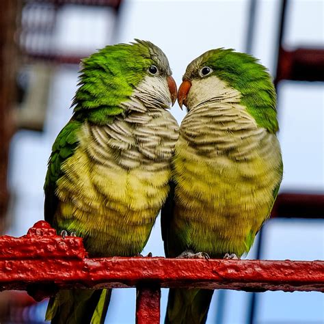 native habitat parrots rule  roost