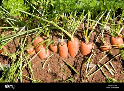 Cuánto Espacio Necesita Una Zanahoria Para Crecer Microscopio pro