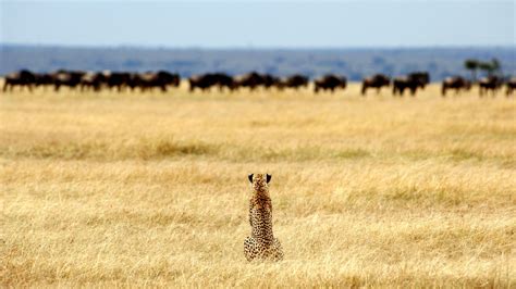 Serengeti Safari | Serengeti National Park | Tanzania Odyssey