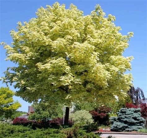 Acer Platanoides Drummondii Norway Maple Leafland Limited Best