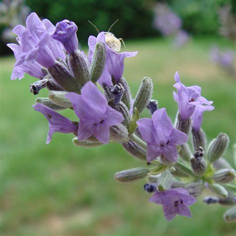 Lavanda Botanicals Il Portale Sull Utilizzo Delle Piante Medicinali