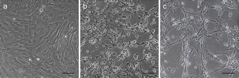 Cpe Observed In The Emk Cells After Infection With Sgiv Or Nnv A