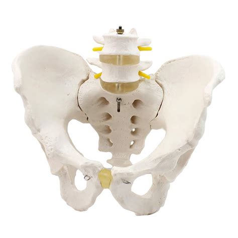 Buy Anatomical Human Pelvis Model With 2 Lumbar Vertebrae Lumbar