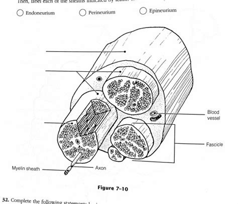 Figure Is A Diagrammatic View Of A Nerve Wrapped In I Quizlet