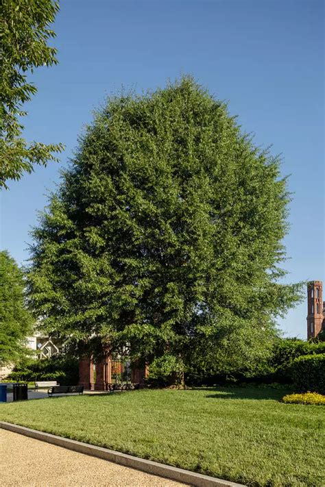 Quercus hemisphaerica - Hardwood - Darlington Oak, Laurel Oak, Laurel-leaf Oak, Sand Laurel Oak