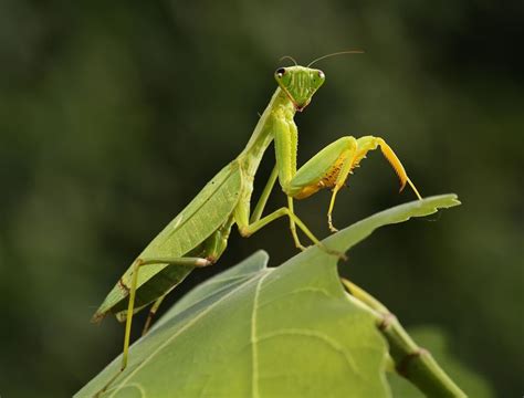 Praying Mantis The Most Extreme Wiki Fandom