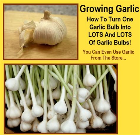 How To Turn One Garlic Bulb Into Lots Of Garlic Bulbs - Homestead ...