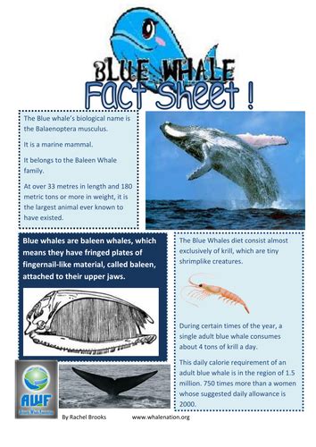 Blue Whale Fact Sheet By Edbentham Teaching Resources Tes