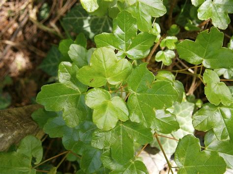 Acer monspessulanum ou érable de Montpellier un arbre idéal pour votre