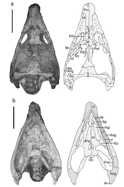 Top (a) and underside (b) of the prepared skull. The internal nares are... | Download Scientific ...