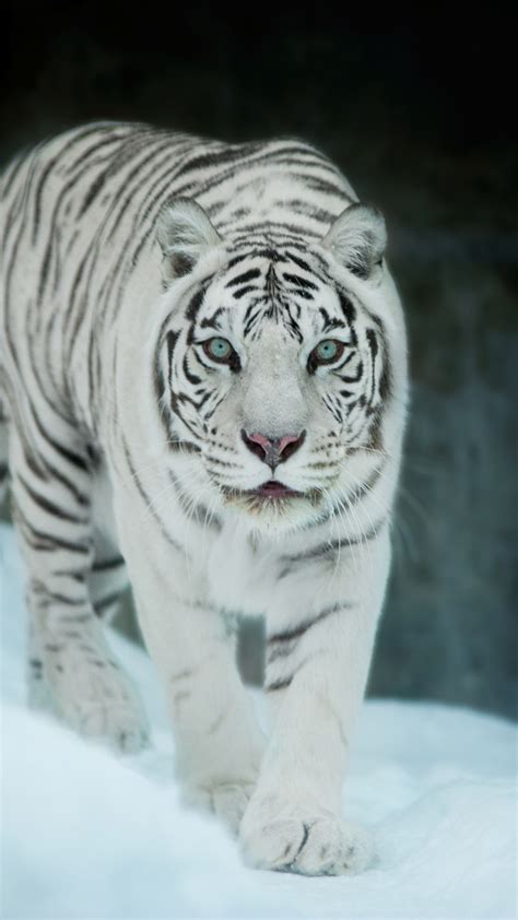 White Tiger in Snow Wallpapers - Top Free White Tiger in Snow Backgrounds - WallpaperAccess