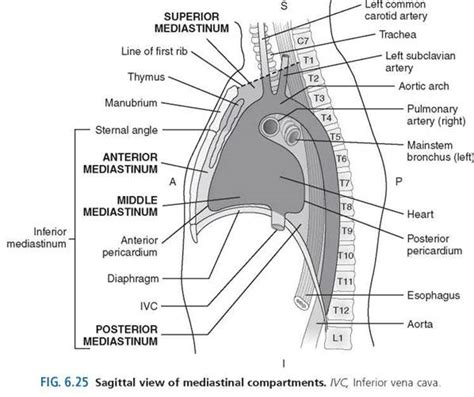 Thorax Sectional Anatomy For Imaging Professionals 4th Edition