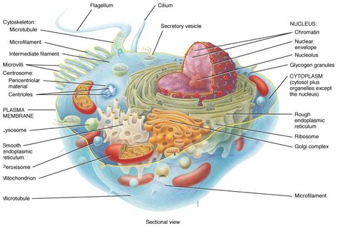 Cell Organelles Human Cell Structure Science Cells | Images and Photos ...