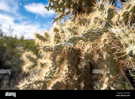 Close Up Of A Chain Fruit Cholla Cactus In The Sonoran Desert Of