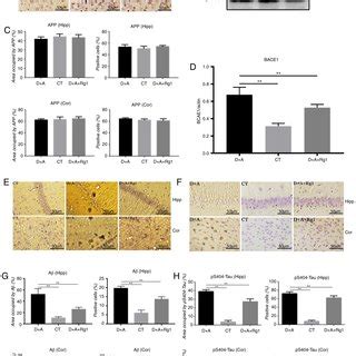 Effect Of Ginsenoside Rg1 On MAP2 And NeuN Expression In AD Tree