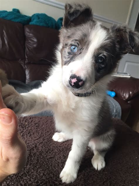 49+ Merle Border Collie Puppies For Sale Picture - Bleumoonproductions