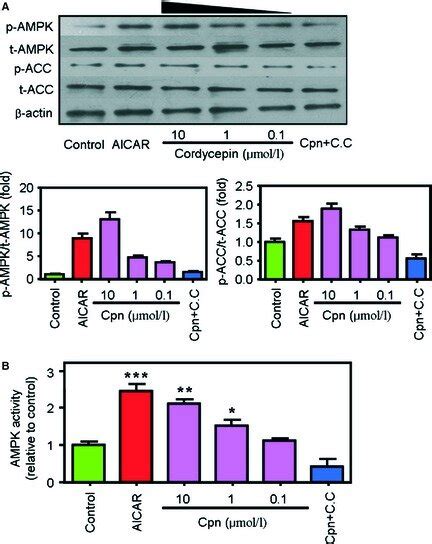 Cordycepin Increases Activated Protein Kinase AMPK And Acetyl CoA