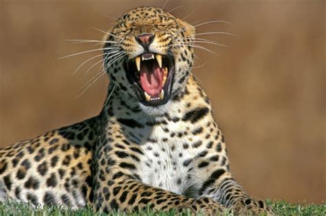 Leopard Growl Stock Photos, Pictures & Royalty-Free Images - iStock