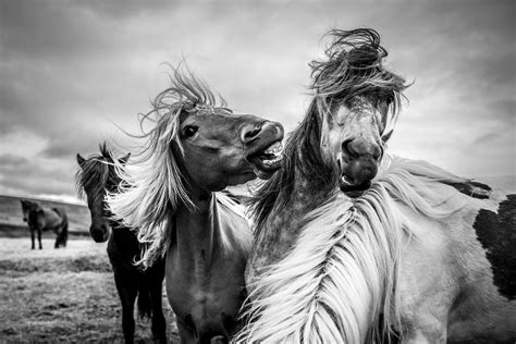 Angry Horse The Icelandic Horses Look Kind Of Nice But T Flickr