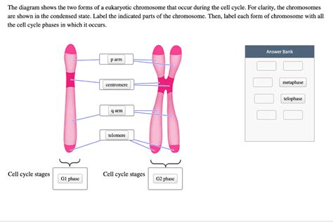 Label The Parts Of The Chromosomes