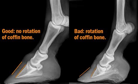 What Causes Laminitis In Horses?