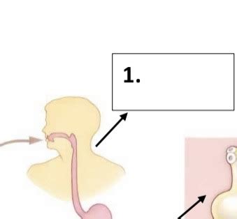 Beef Tapeworm Life Cycle Diagram Flashcards | Quizlet