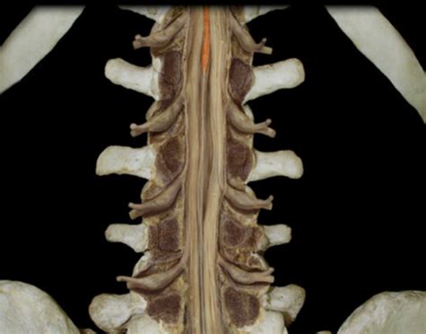 Spinal Cord Flashcards Quizlet