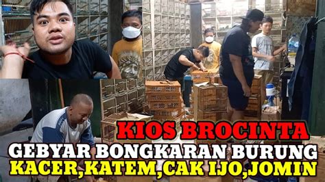 GEBYAR BONGKARAN UPDATE HARGA BURUNG TERBARU KIOS BROCINTA H MA RUF