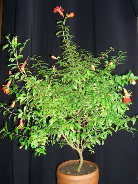 ГРАНАТ КАРЛИКОВЫЙ