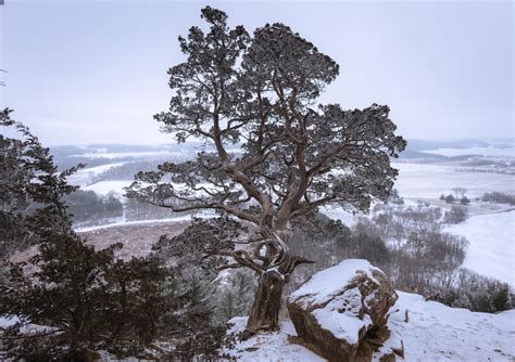 Frozen cliffside juniper, Gibraltar Rock, Wisconsin (OC)(5000x3528) : r