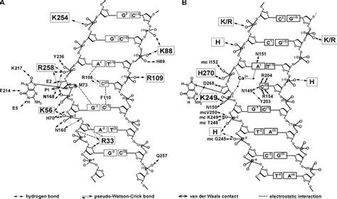 Model Of Fpg Dna And Hogg1 Dna Interaction Schematic Representation Of Download Scientific