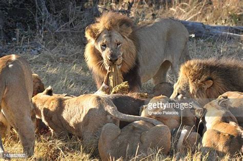 2,056 Lion Feeding Stock Photos, High-Res Pictures, and Images - Getty ...