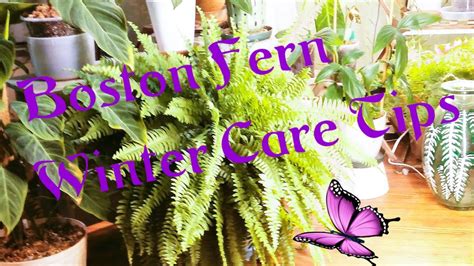 Boston Fern Winter Care Tips Youtube