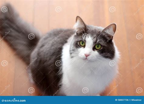 Grey and White Cat with Green Eyes Stock Photo - Image of beautiful ...