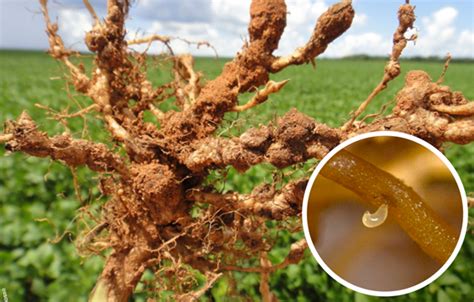 Nematoides Saiba Mais Sobre Este Problema MyBonsai Br